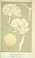 lithographic plate in color, showing 5 views of two varieties of mushrooms Agaricus Pleurotus, fanned out and side views, illustrated by Miles Joseph Berkeley (top) and Ruth Ellen Berkeley (bottom)