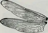 From: Catalogue of the family-group, genus-group and species-group names of the Odonata of the world (1994)