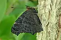 Peacock butterfly, Aglais io, is a cryptic leaf mimic when its wings are closed