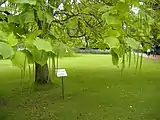 An Indian Bean Tree