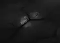 Murine inguinal lymph node beneath the bifurcation of superior epigastric vein. Bright structure visualised by MHC II-GFP construct, is the lymph node
