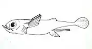 The †Iniopterygiformes †Sibyrhynchus denisoni (Holocephali)