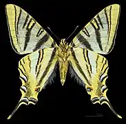 Male underside