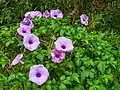 As a shrub