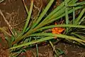 Leaves of Crocosmia aurea