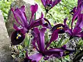 Variety 'Gerorge'