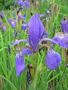 The iris flower takes its name from the Greek word for rainbow.