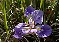 Iris unguicularis