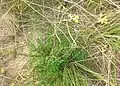 Coincya monensis subsp. monensis