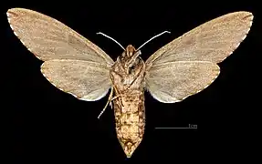 ♀ △