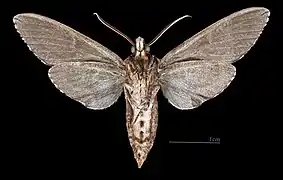♂  △