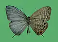 J. c. natsumiae male