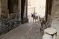 Cows at the main passage