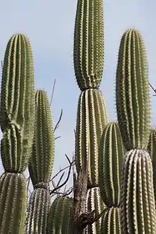 Stems