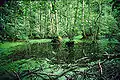 Black alder swamp