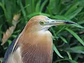 Breeding adult