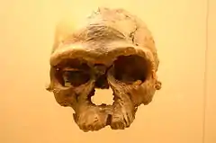 Jebel Irhoud 1. Homo sapiens, dated close to 300,000-315,000 years old