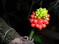 Seed berries