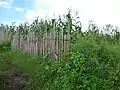East African juniper, used as termite resistant fence stakes