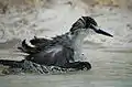 Juvenile bathing at Perth Zoo