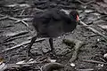 Juvenile