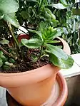 Kalanchoe Balossfeldina plant developing small sucker