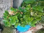 Kalanchoe blossfeldiana plant