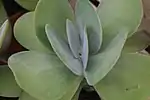 Leaves close up