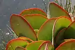 Red tinged leaves