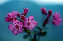 A cluster of pink flowers that have five overlapping petals. Two in the foreground are focused, while numerous flowers and small leaves in the background are blurry. Each flower has many long, black stamens that are as long as their petals.