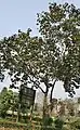 Tree in  Kolkata, West Bengal, India.