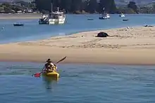 Kayakers and a Hooker's sea lion resting in Karitane Harbor