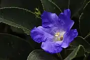 Karvi Flower