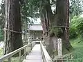 Great sugi of Kayano