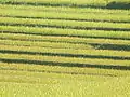 Rice Field