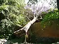 Fallen treen in the churchyard of Kogel Church