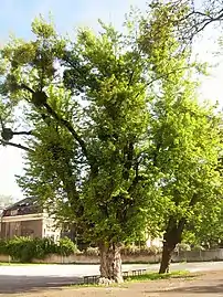 First silver maple, Bydgoszcz Natural monument