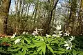 Kloosterbos&nbsp;[nl] nature reserve