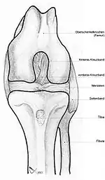 Image 49Dog knee (from Dog anatomy)