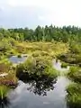 Koigi bog