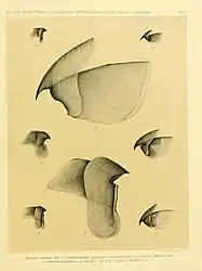 .mw-parser-output .citation{word-wrap:break-word}.mw-parser-output .citation:target{background-color:rgba(0,127,255,0.133)}#13 (?/12/1853)Upper and lower beaks of the type specimen of Architeuthis monachus (centre) and assorted smaller squid species: Gonatus fabricii (top), Sthenoteuthis pteropus (middle), and Loligo forbesii (bottom) (Steenstrup, 1898:pl. 1)