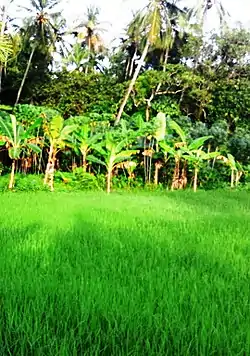 Homeo Road, Ramanattukara