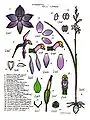 Thelymitra species by Lewis Roberts.
