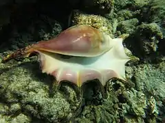 Lambis truncata