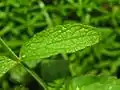 Leaf of S. recta