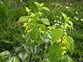 Small cluster