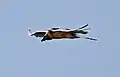 Bearded vulture, Gypaetus barbatus