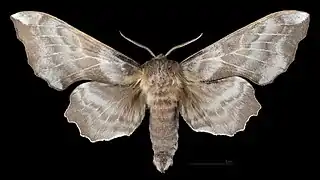 Male dorsal