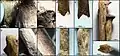 Burial 5 - Abundance of defleshing marks on human bones.