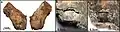 Burial 14 - Detailed view of chopped femur extremity.